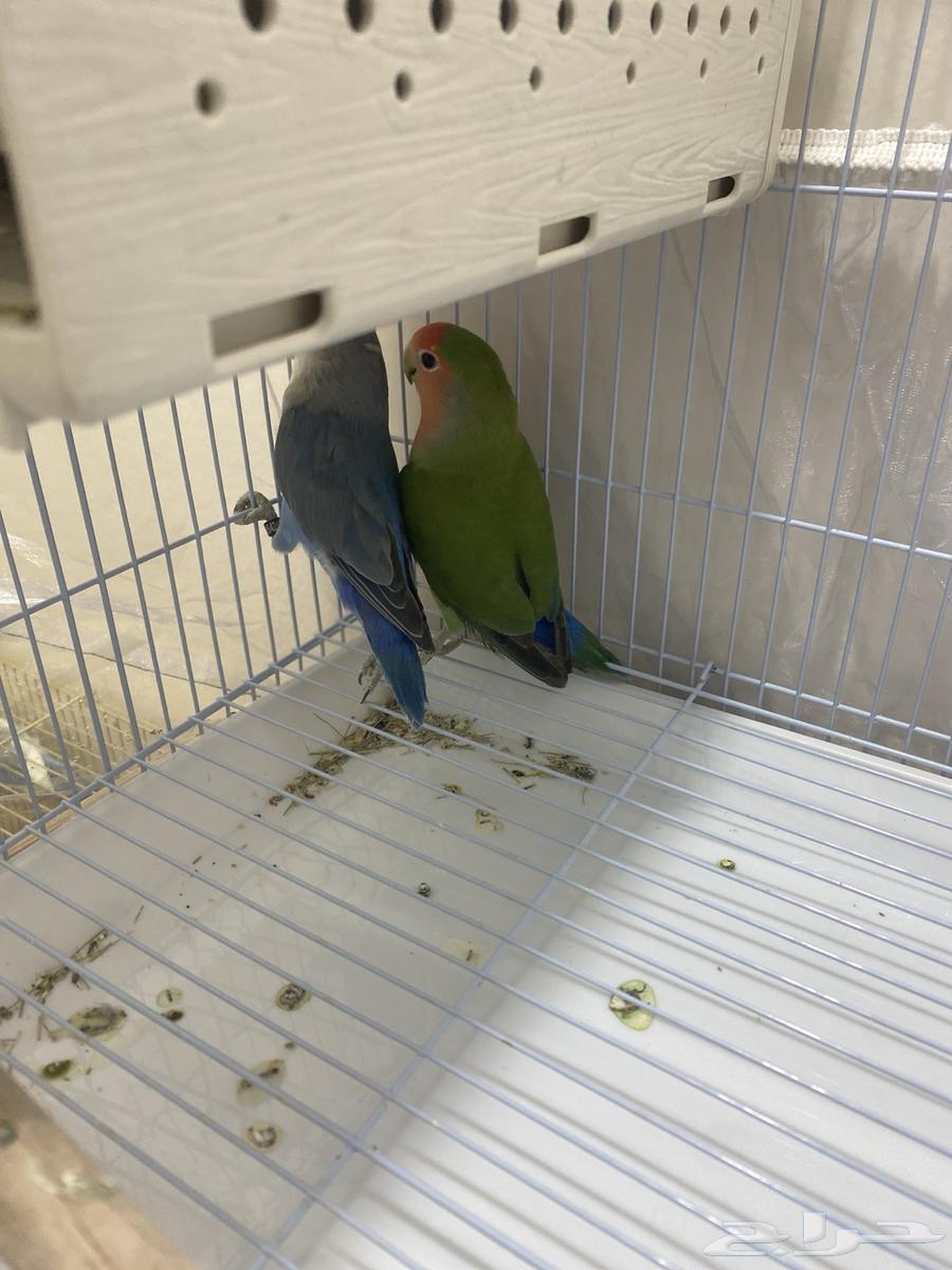 Female Gecko with Blue Color and Male Gecko with Green Color, No Accessories64616115807618113