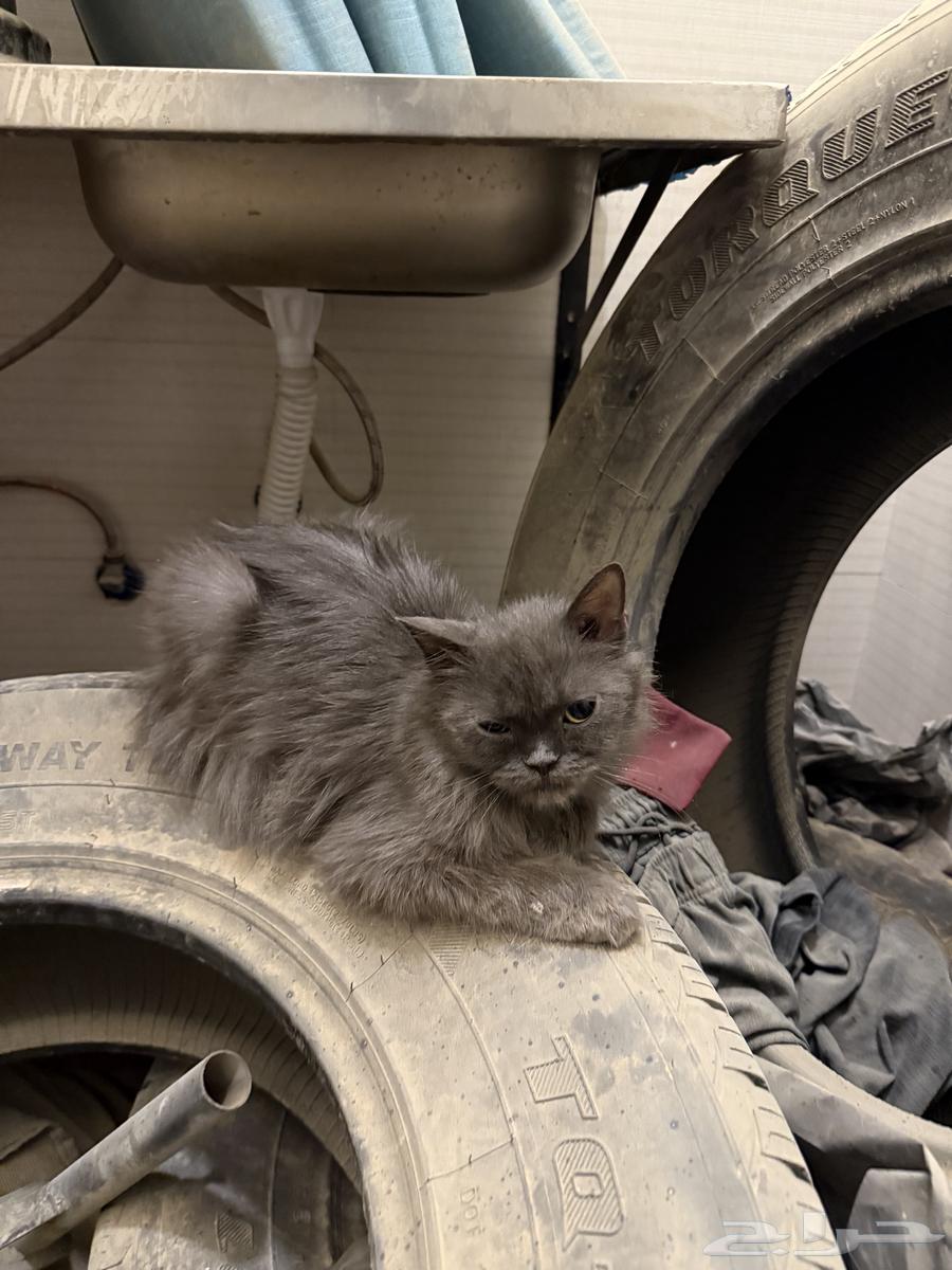 قطه شيرازي عمرها 5 شهور64613412563587110