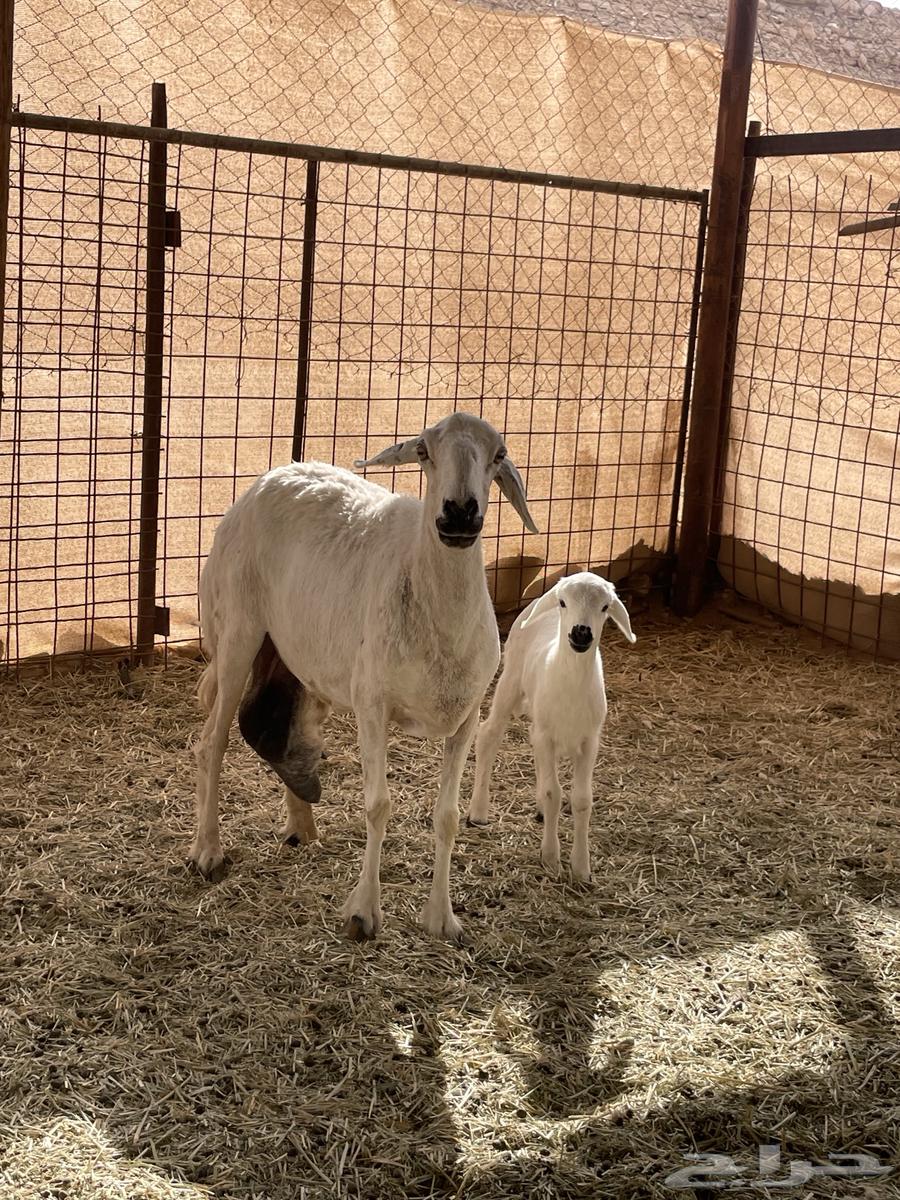 متابيع 2 وحده متاومه ووحده 164609336578689110