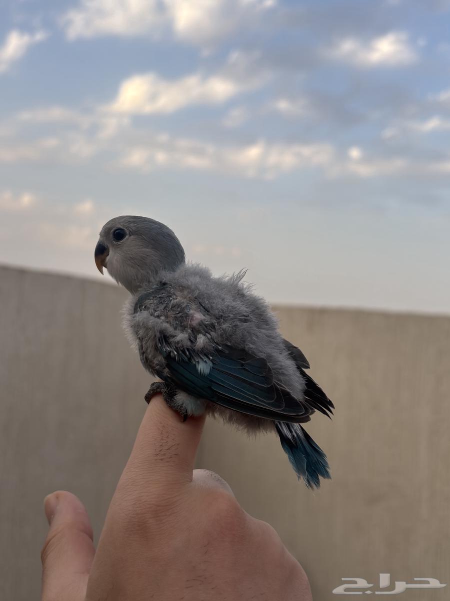 فروخ روز للبيع64612363382531111