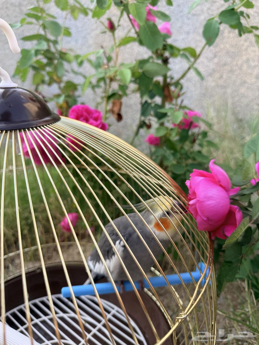 طير كروان كوكتيل64610791052931111