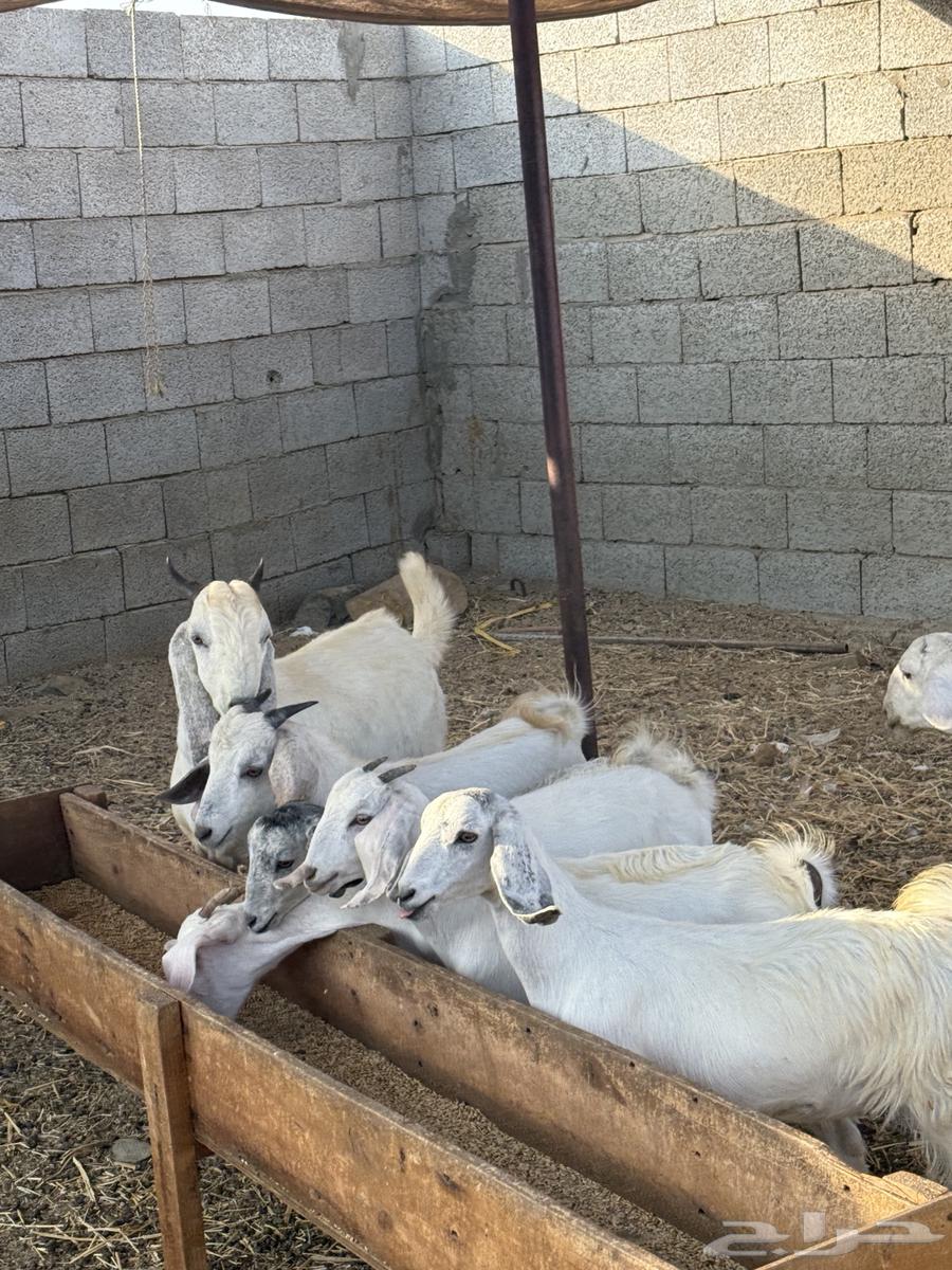 تيوس وجفار 680 تم البيع64614372527873111