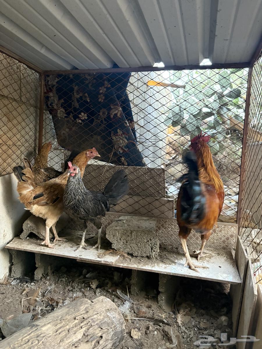 ديك و ثلاث دجاج بلدي للبيع64612264189314110