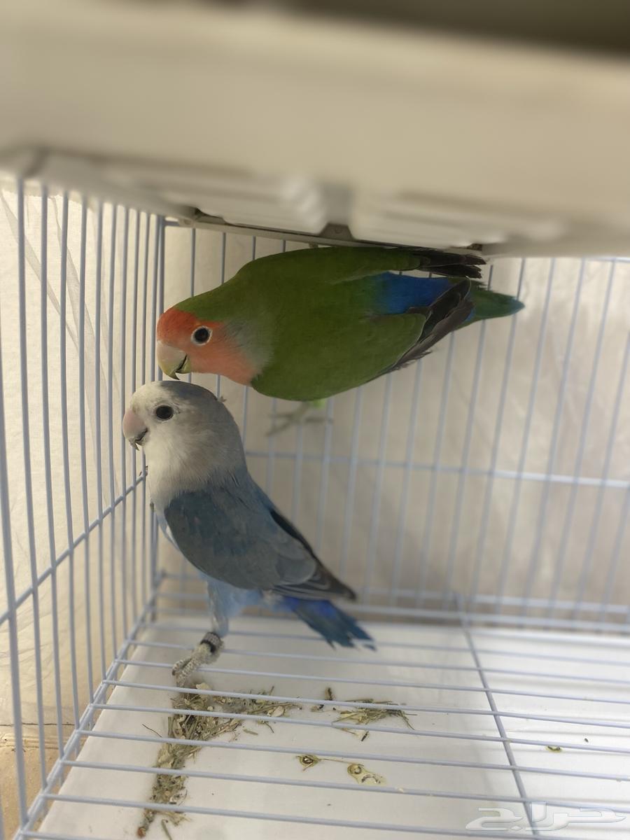 Female Gecko with Blue Color and Male Gecko with Green Color, No Accessories64616115807618110