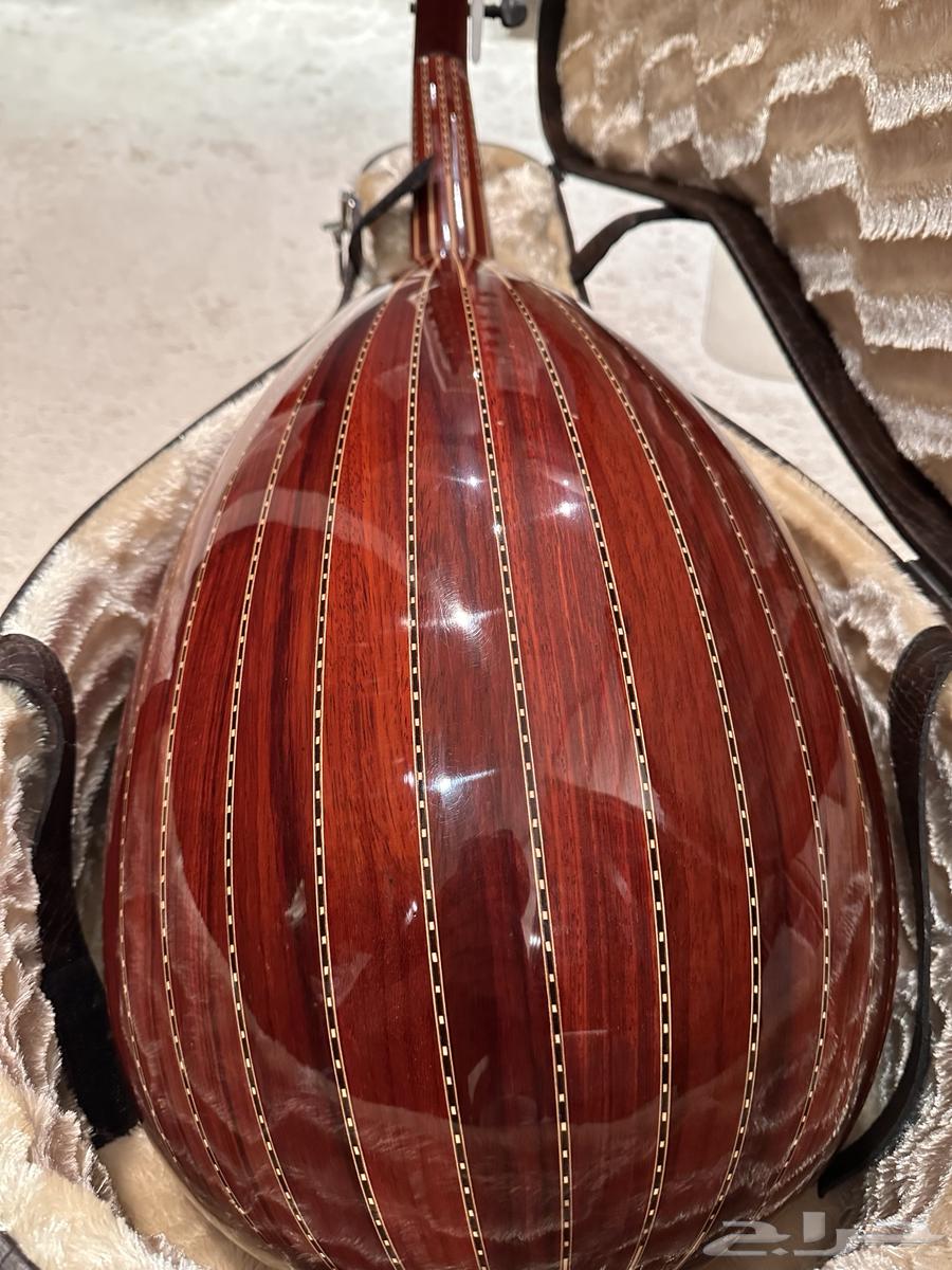 للبيع عود موريس64612425043842112