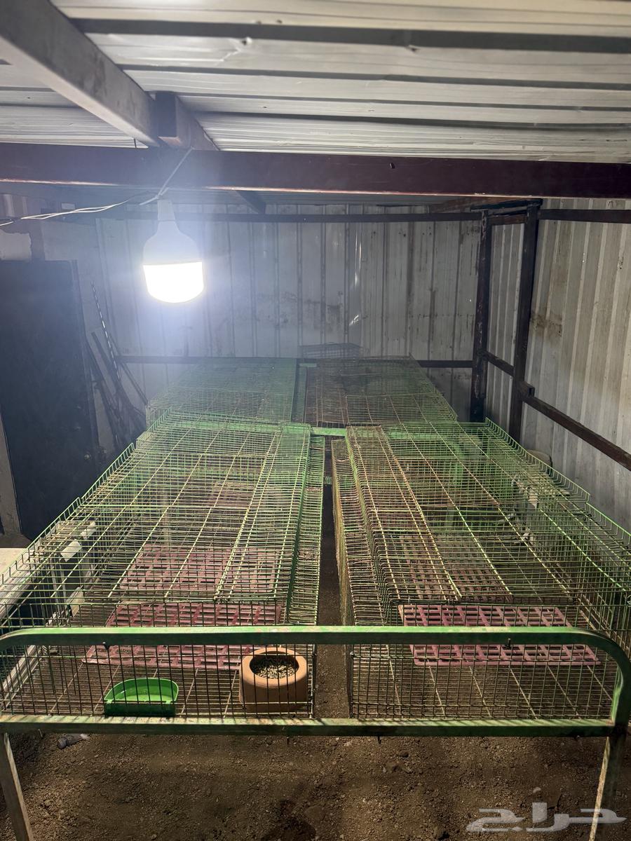 بطاريات ارانب 12 عين الحجم الكبير64615819068035110