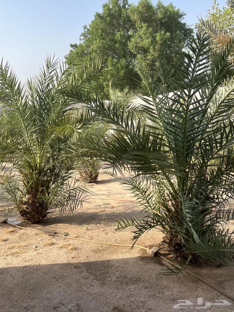 نخل للبيع64611355387778113