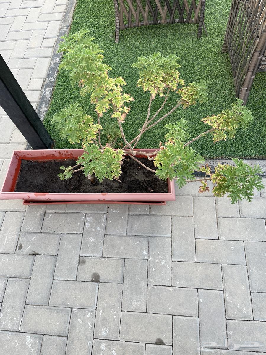 أحواض زراعيه للبيع عدد 1564613826670977110