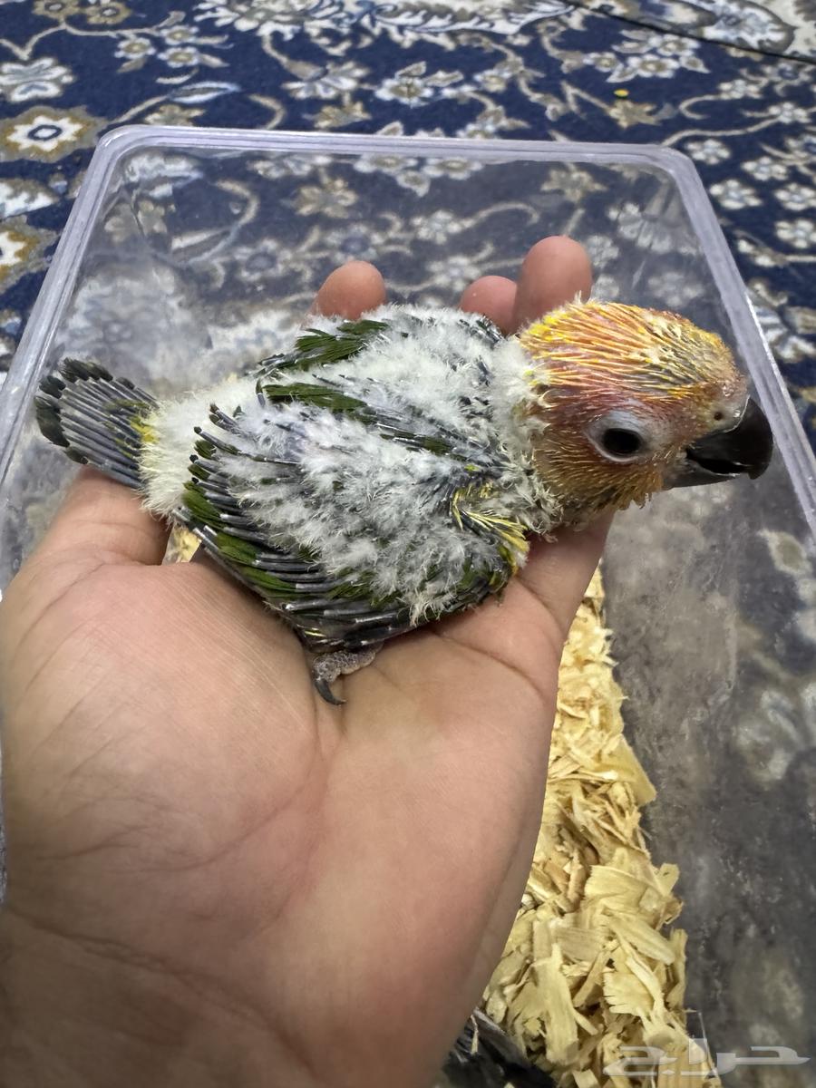 فرخ صن كنيور. فرخين كروان تم البيع64615016583171110