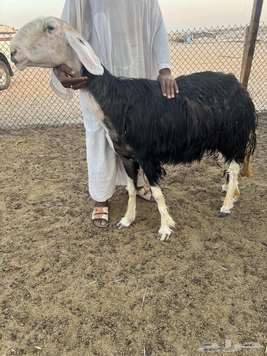 نجد صنف64584926018051111