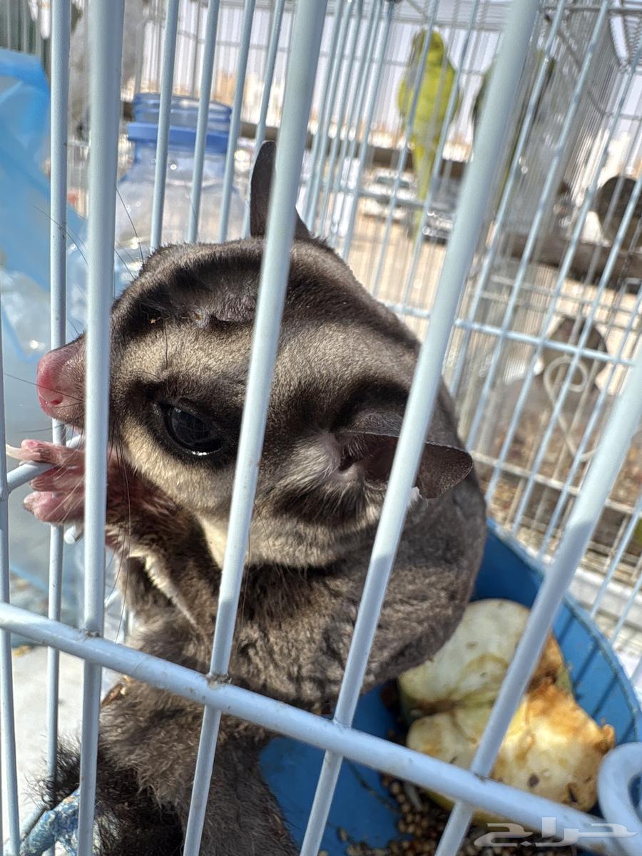 Mention of the Flying Squirrel64607769399937110