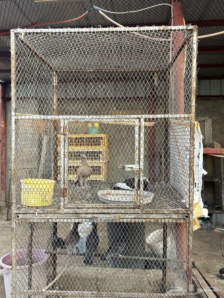 محكر حديد دورين حديد64606086162691111