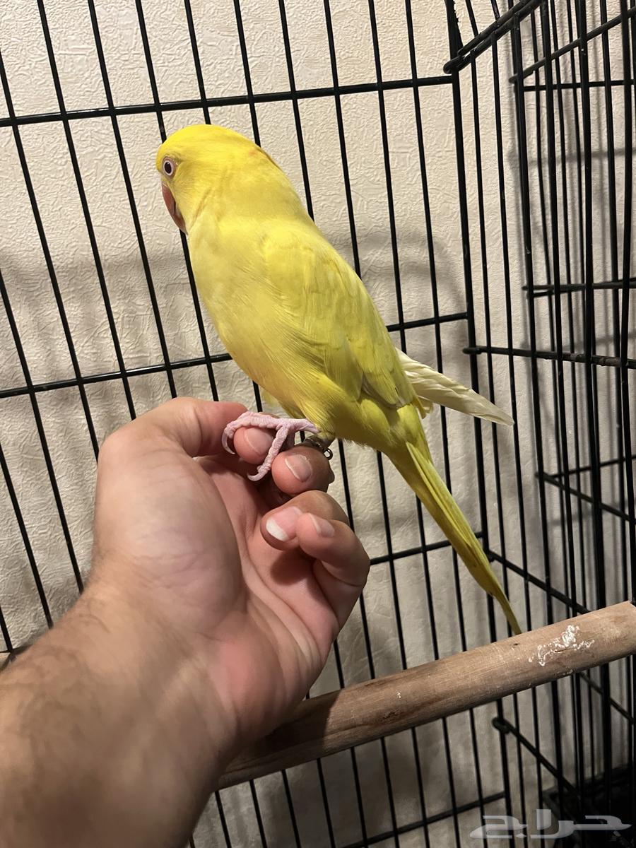 تم البيع تم البيع ذكر لاتينو عيون حمراء64612176885506111