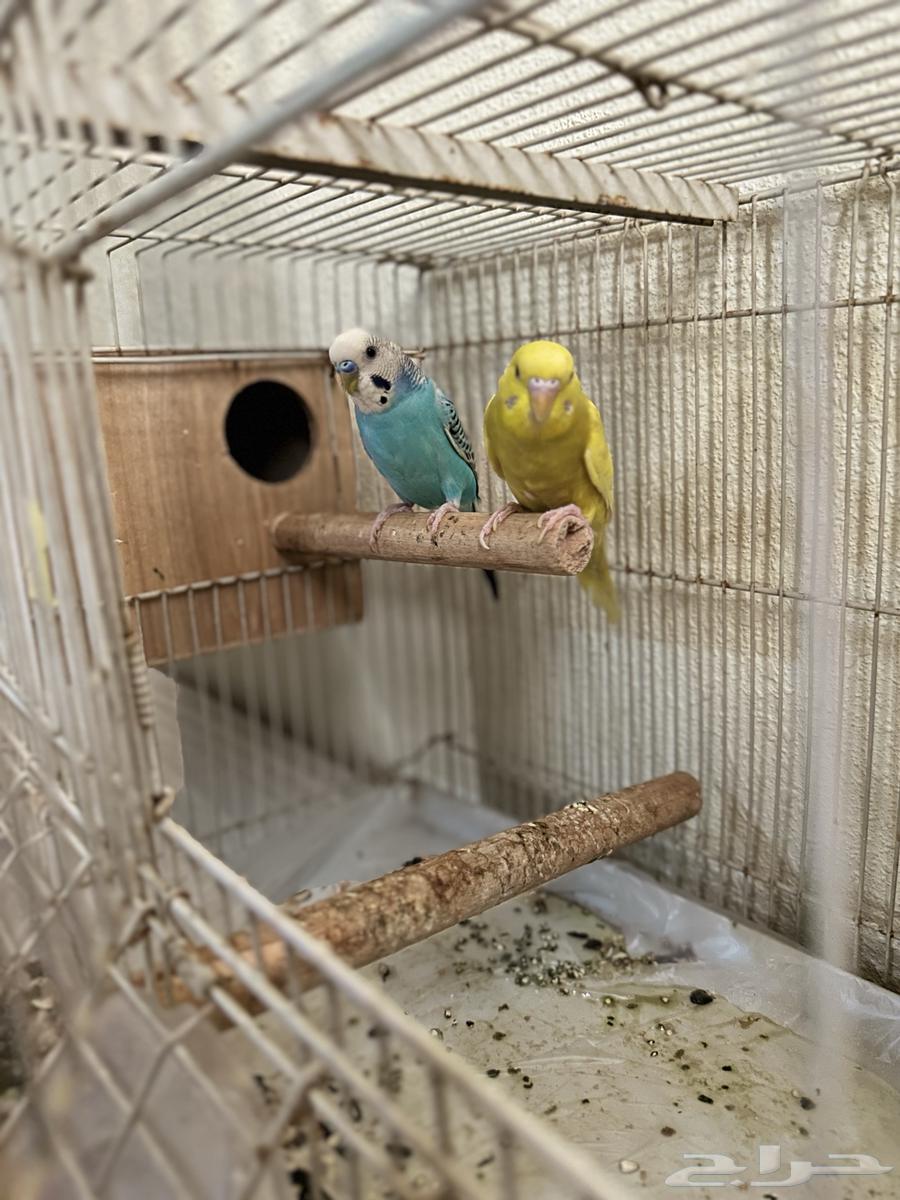 طيور بادجي64609710541569110