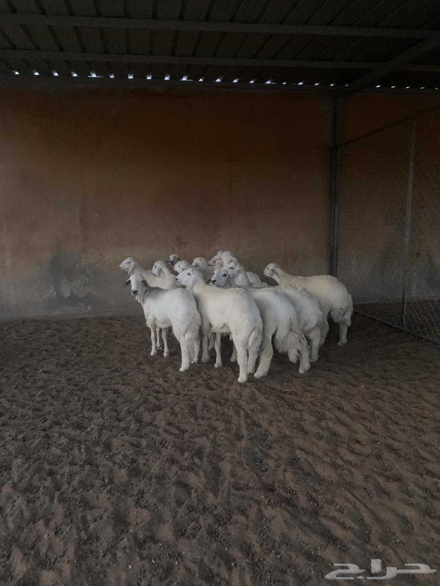 طليان حريات تمايم فاخره الوزن(32-30) الاعمار 6شهور وفوق64609834298754114