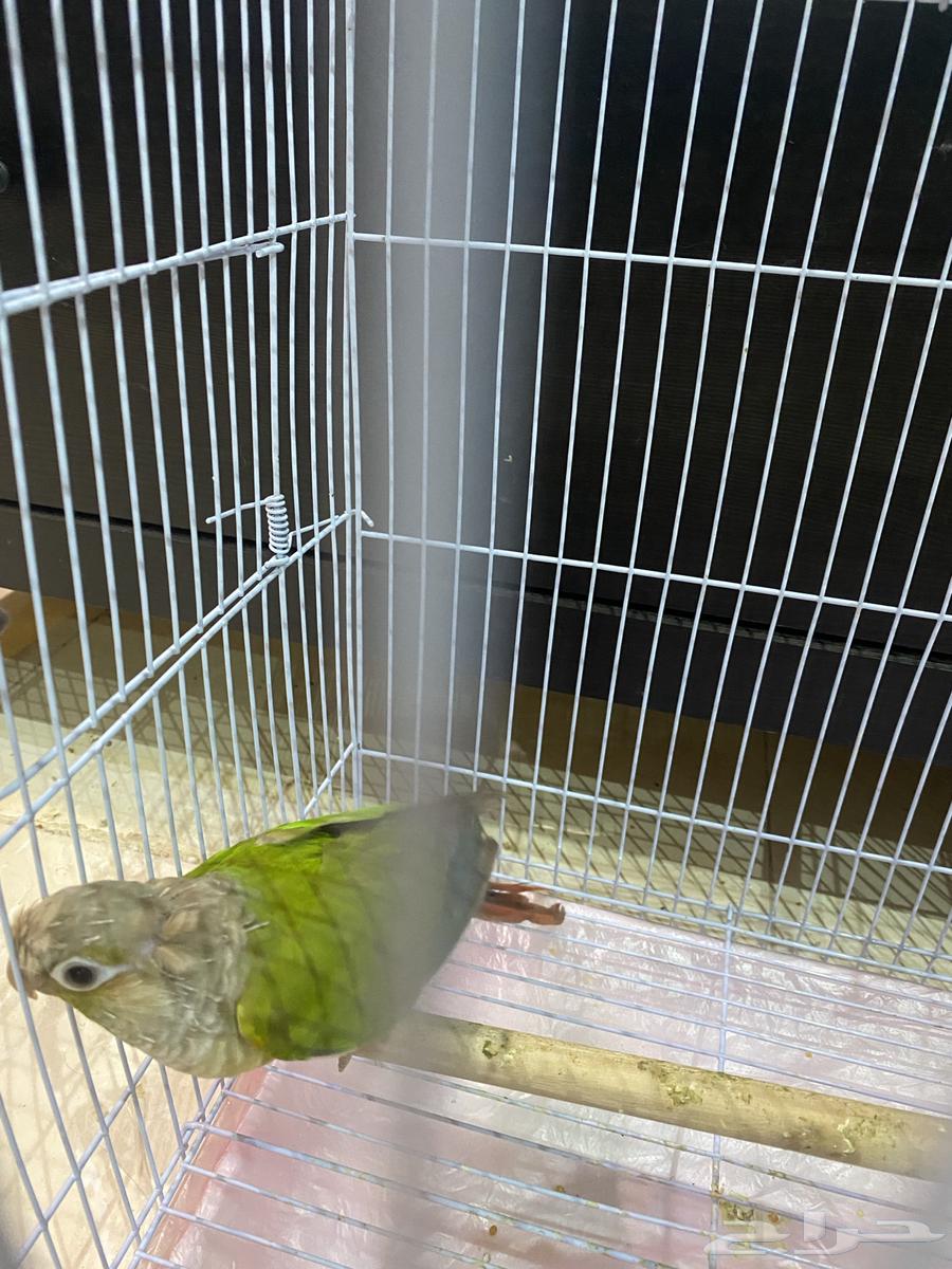 للبيع كنيور64615769516033112