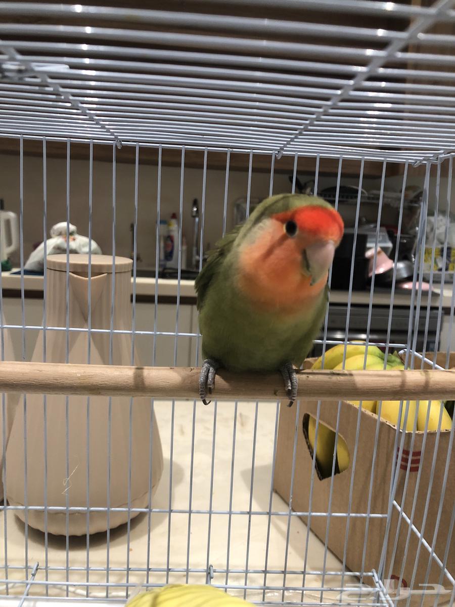 طيور زينه روز انتاج64614794686721111