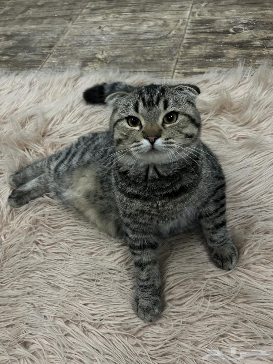 قط للبيع64615016560129110