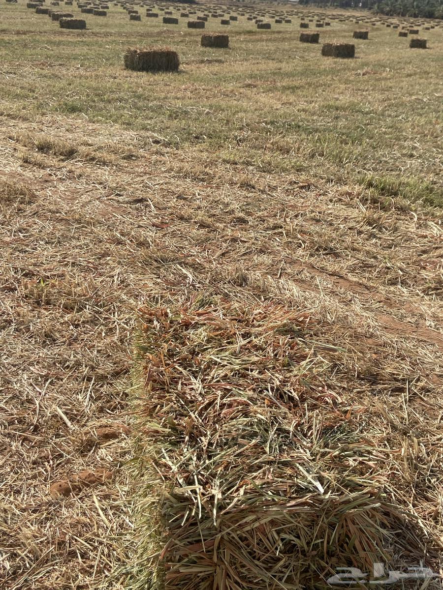 ذرة جيزاني للبيع64608504331522112