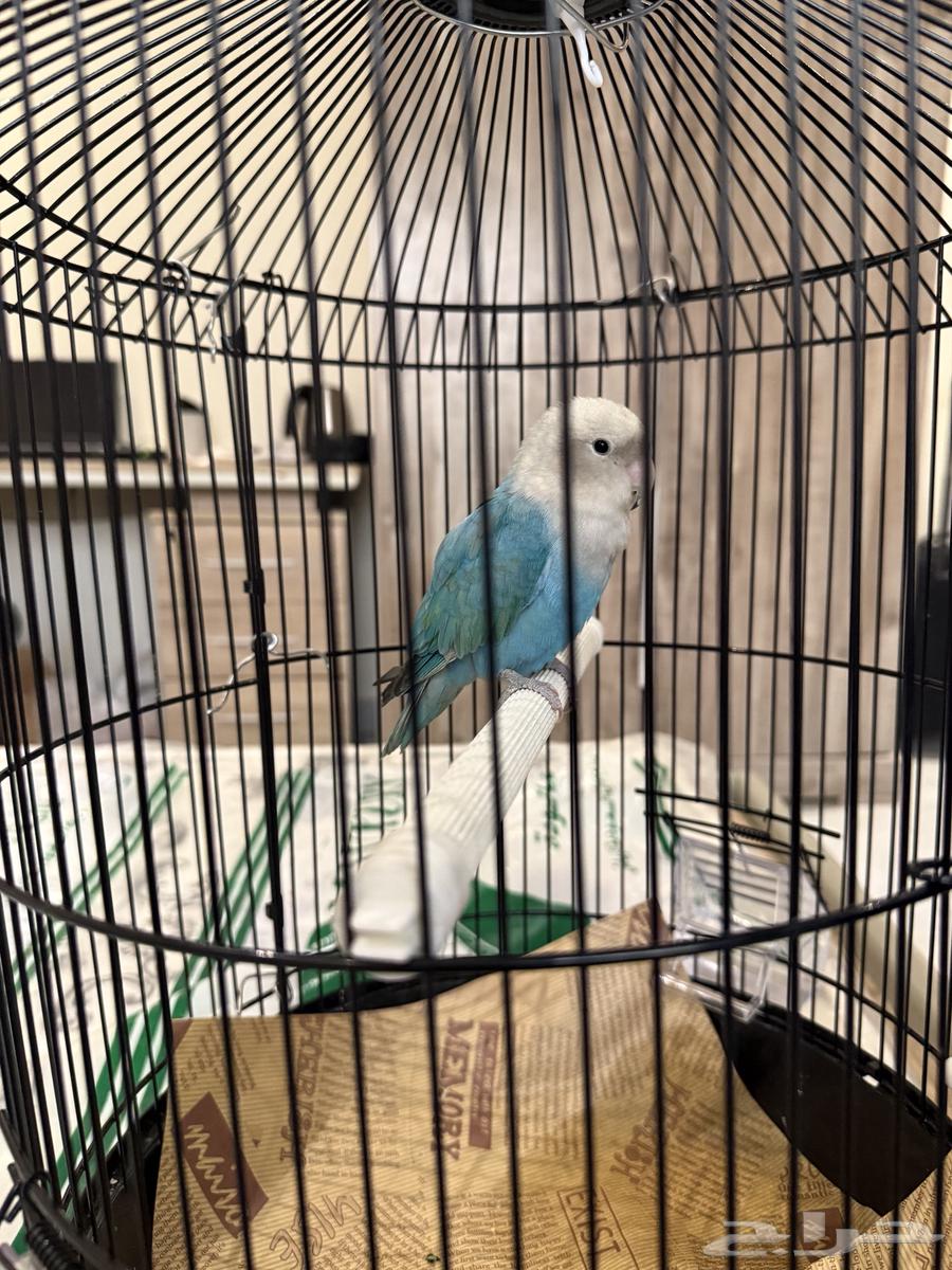 طير روز ببغاء64610691477121112