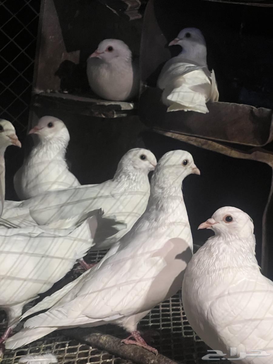 حمام فرنسي جامبو لاحم64615968247042110