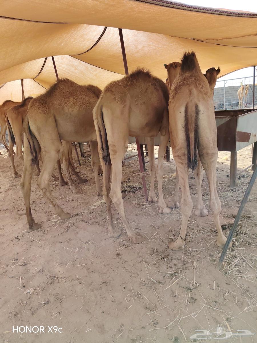 قعدان صومالي وتيوس تربيه وأوزان طيبه64610654285313110