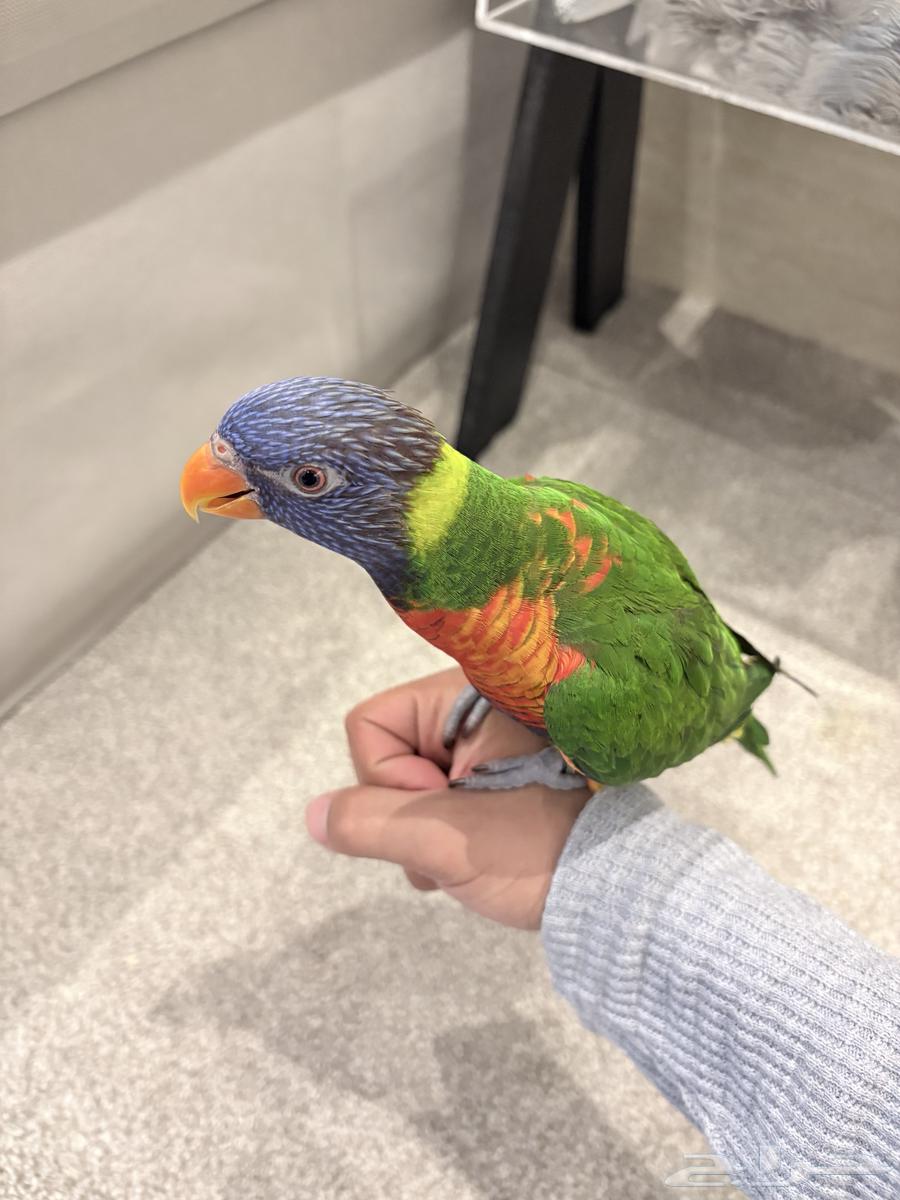 طير لوري رينبو للبيع64607781729667111