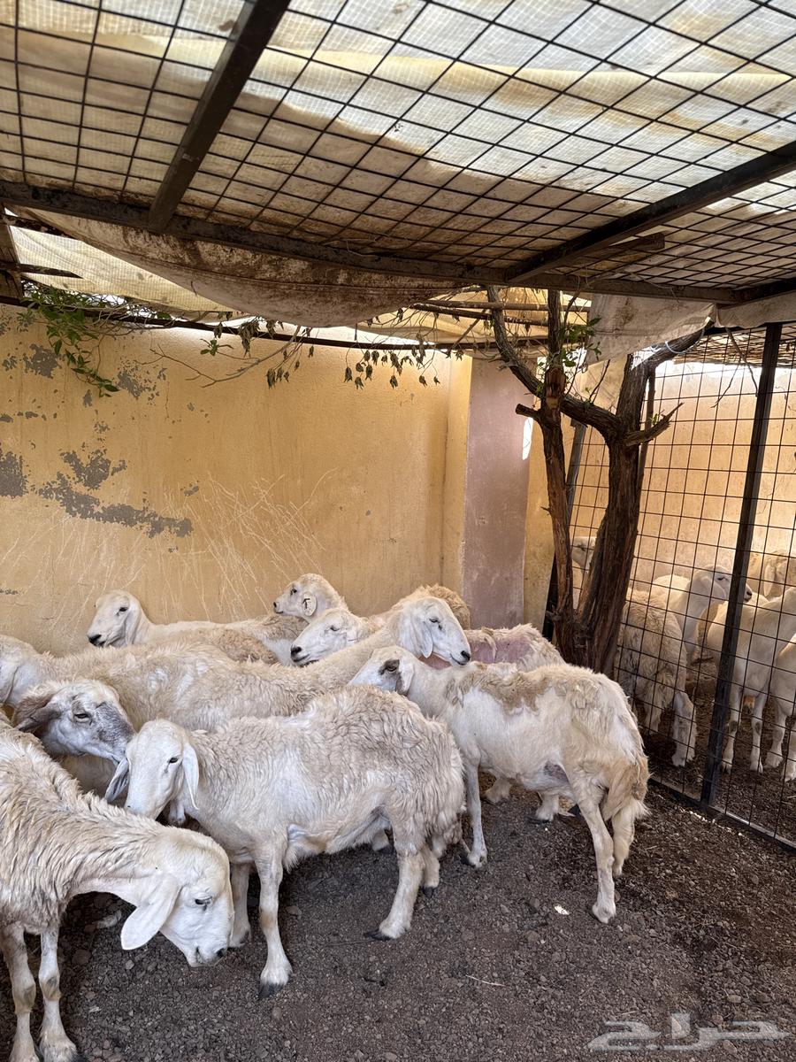 غنم رخال للبيع.64607781721474111