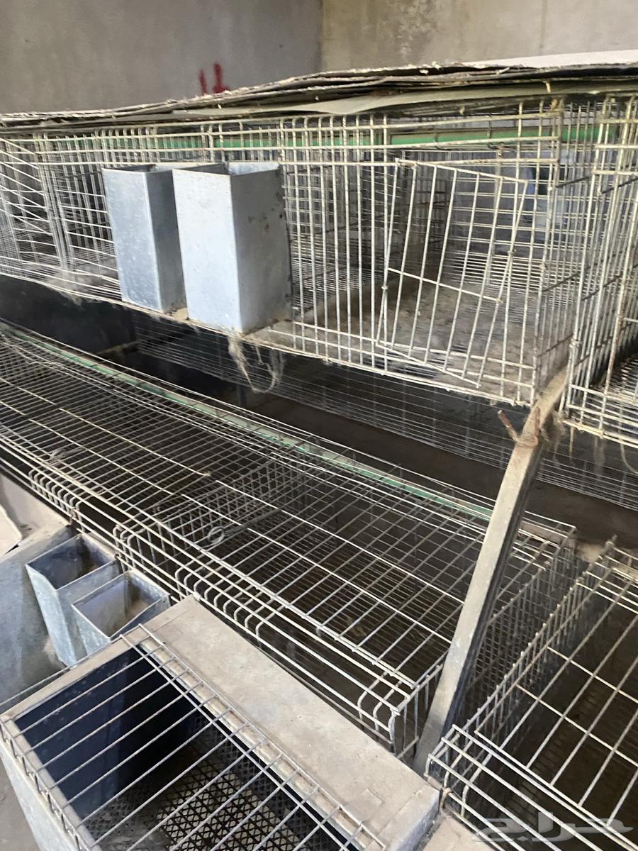 Used Rabbit Cages64613998844547111