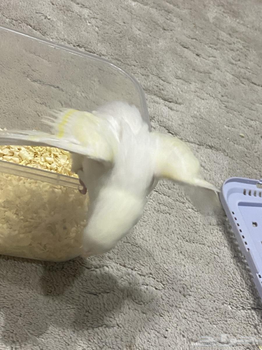 فرخ روز ( تمم البييع )64607929153922113