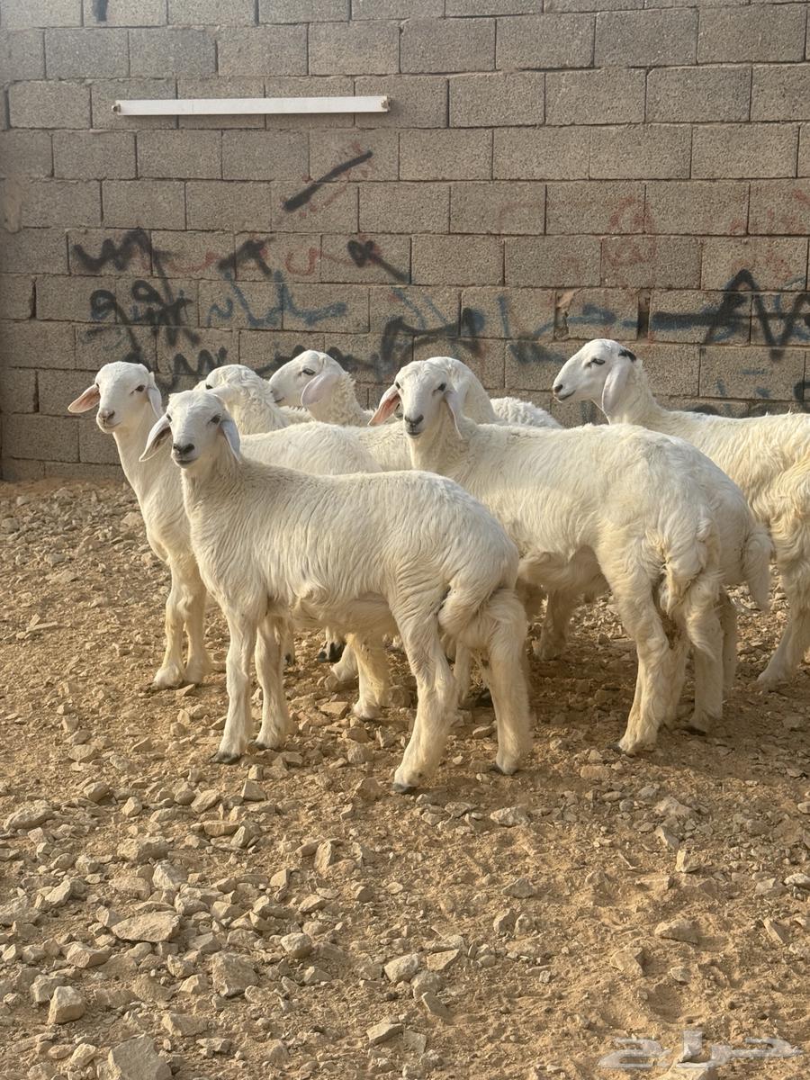 خرفاان حرييه64611517725185110