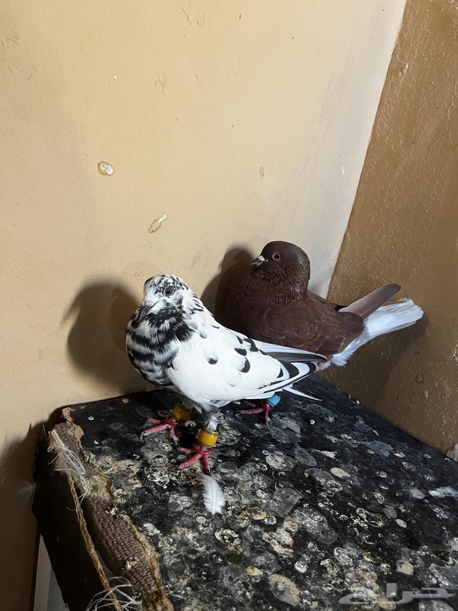 جوز حمام الأصيل64607916813697110