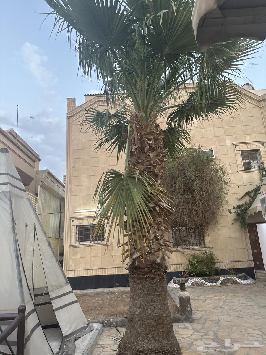 نخلة واشنطن للبيع64159495088259110