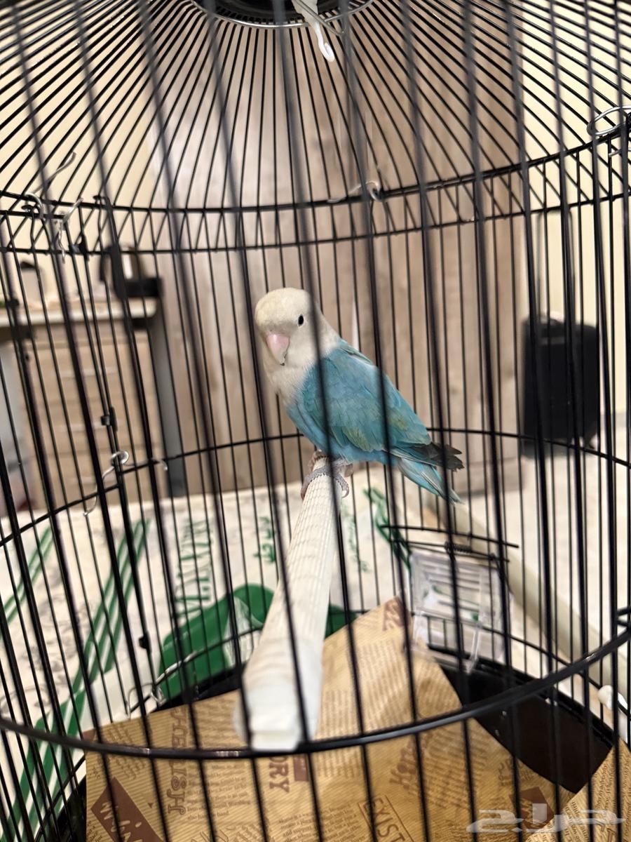 طير روز ببغاء64610691477121110