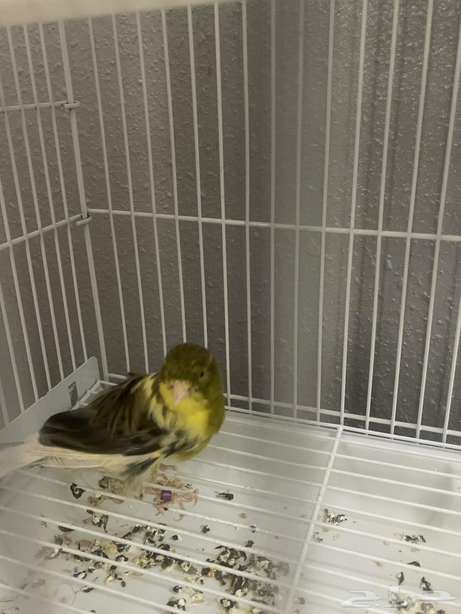 ذكر سنتاين مفتل فرنسي كناري مغرد64609883719171111