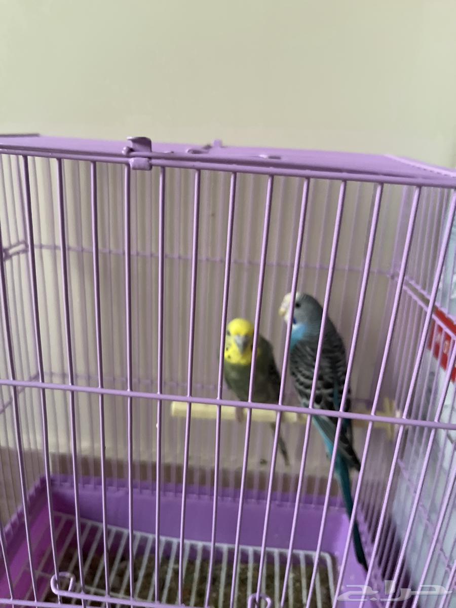 زوج طيور الحب بادجي64612326290435110