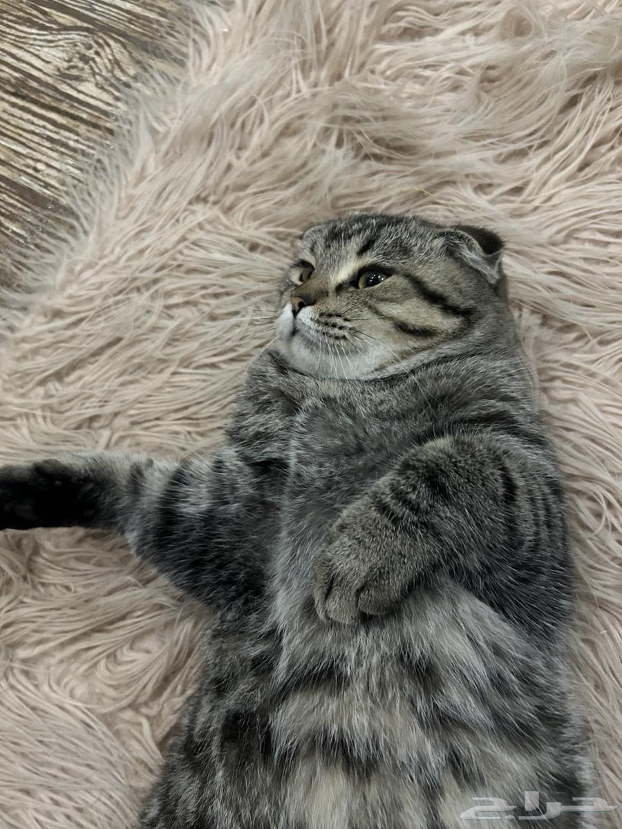 قط للبيع64615016560129112