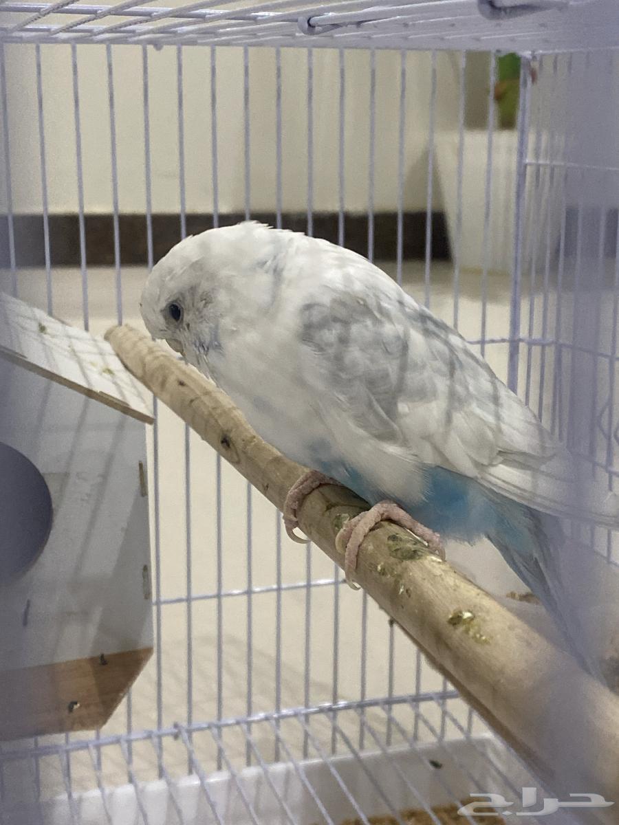 عصفور للبيع64614235265155112