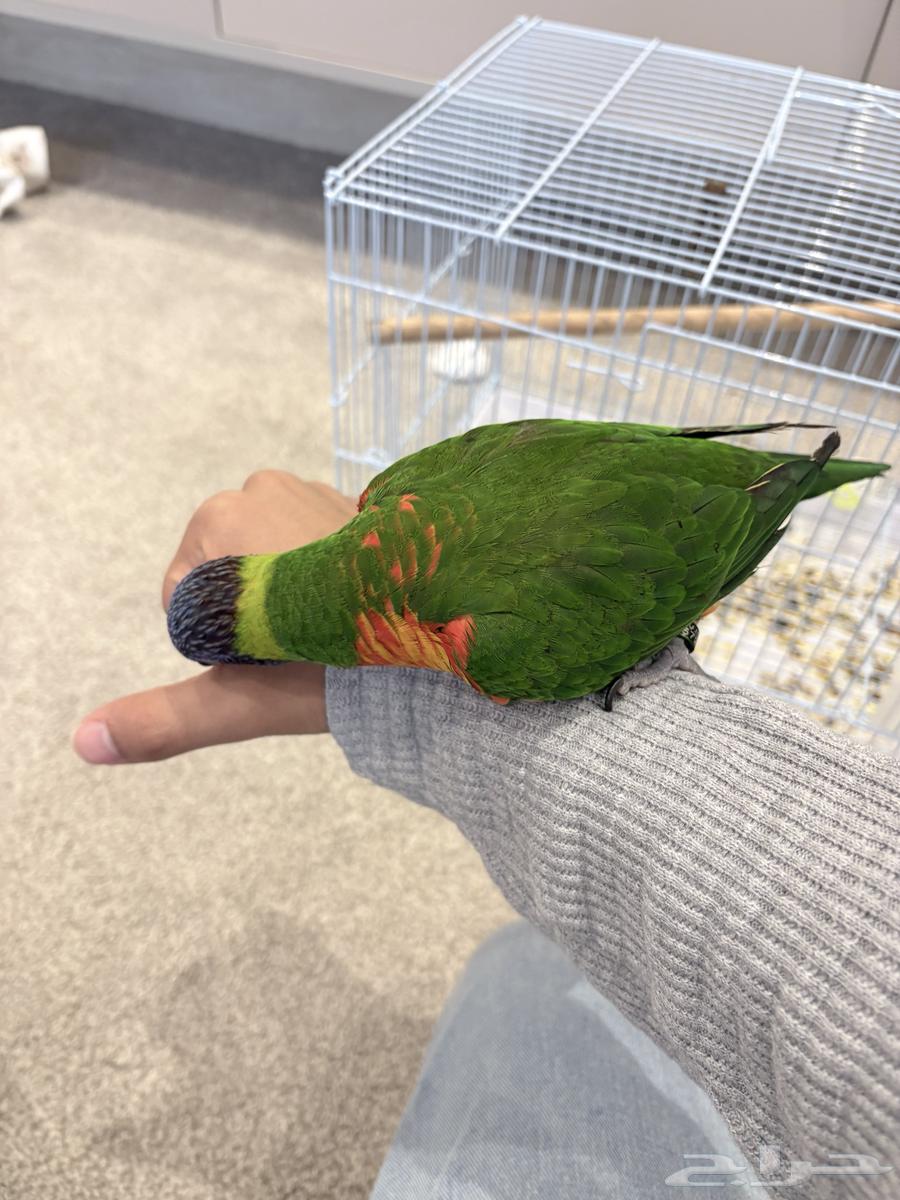 طير لوري رينبو للبيع64607781729667112