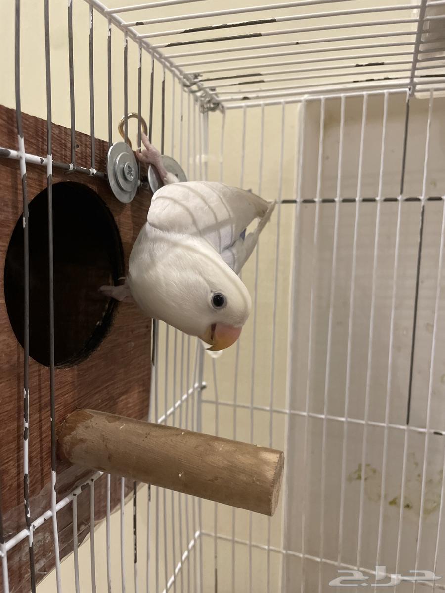 طير روز ع سوم فرخ64612711378690111