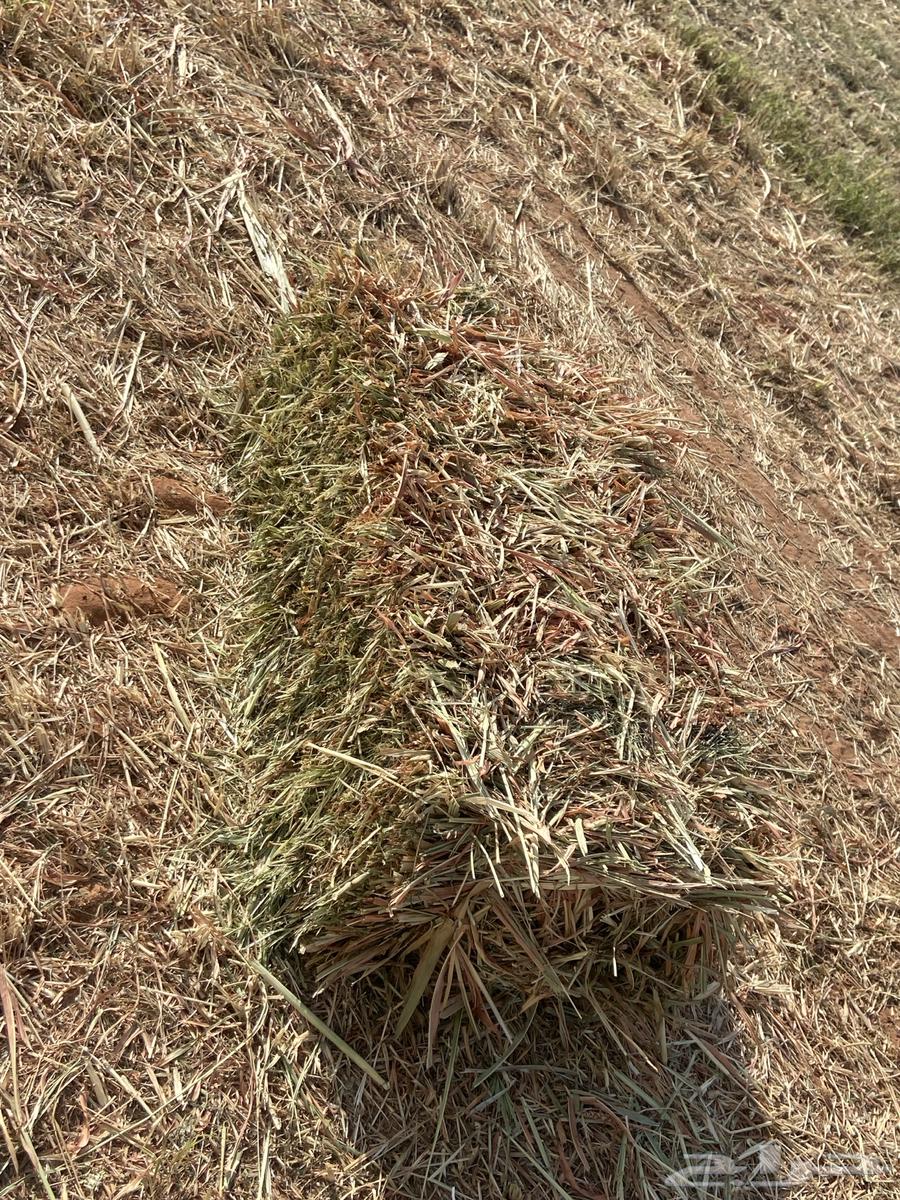 ذرة جيزاني للبيع64608504331522111