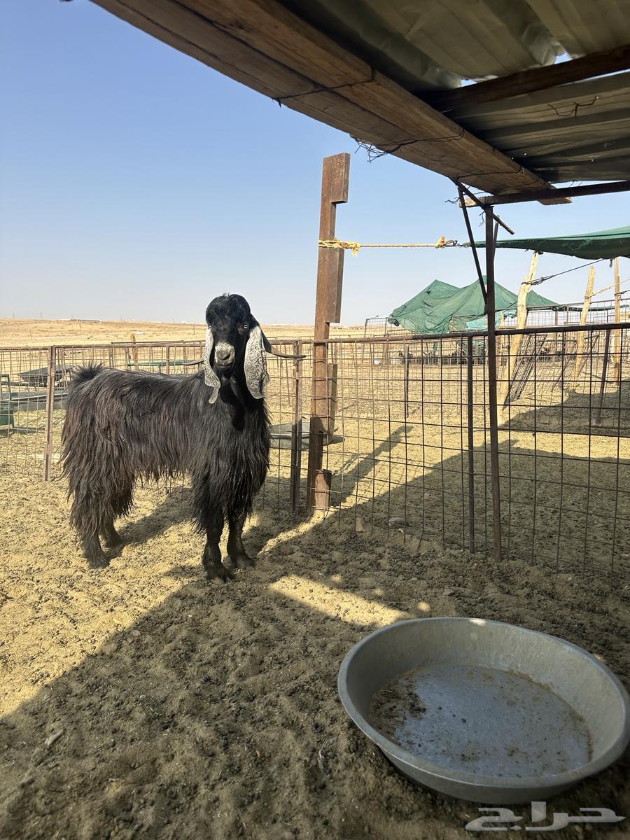 للبيع تيس على الشرط64607879650179112