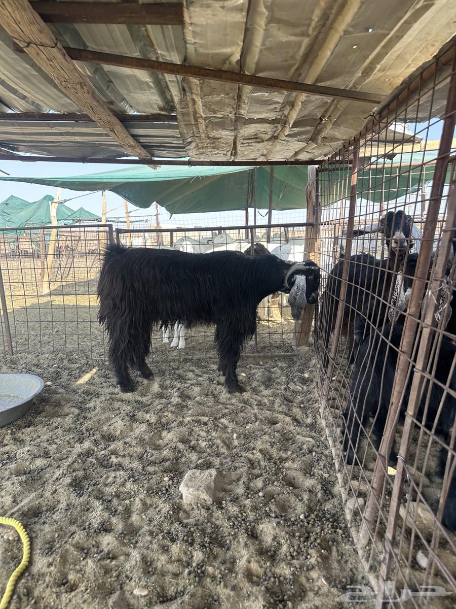 للبيع تيس على الشرط64607879650179113