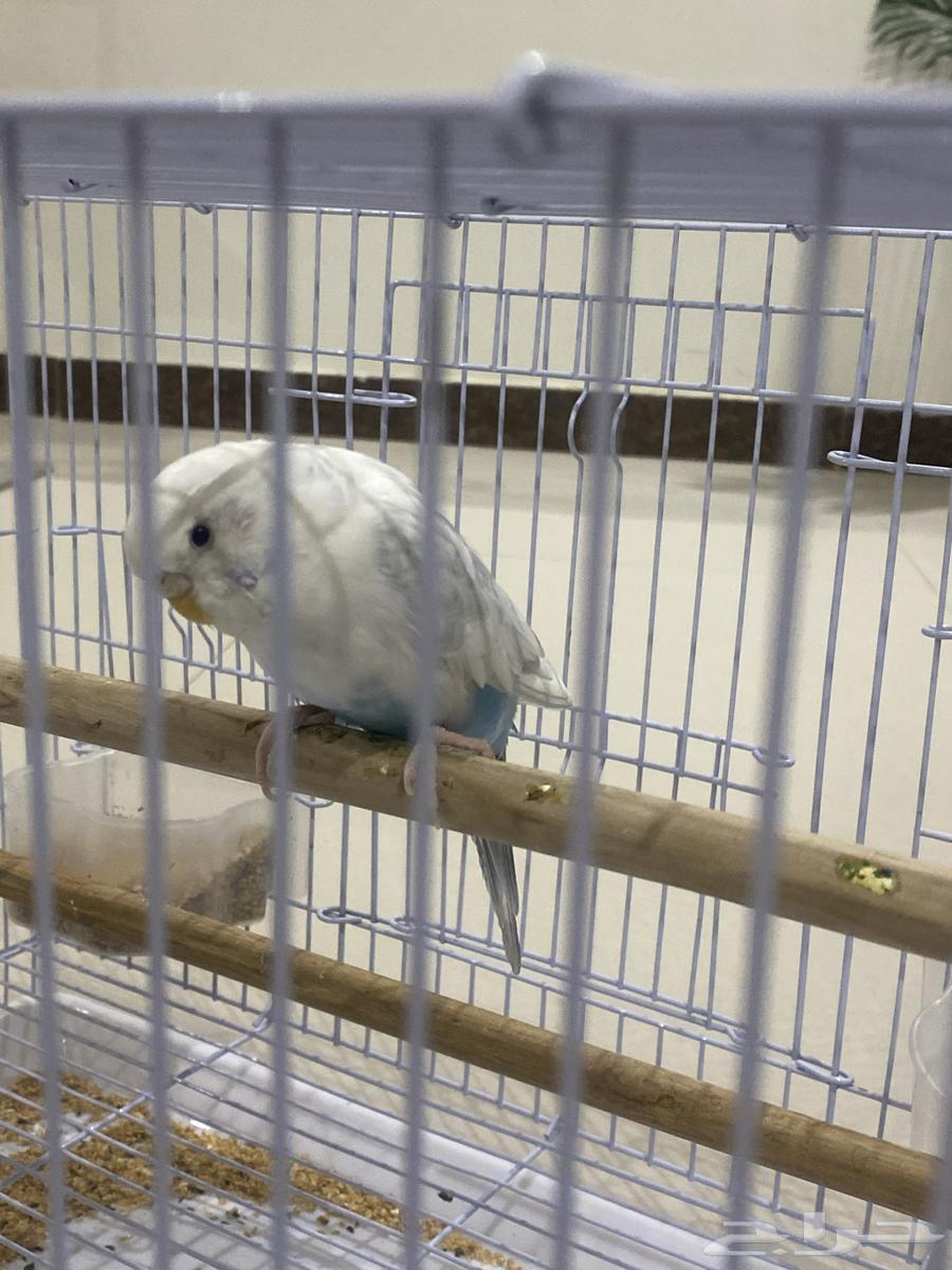 عصفور للبيع64614235265155111