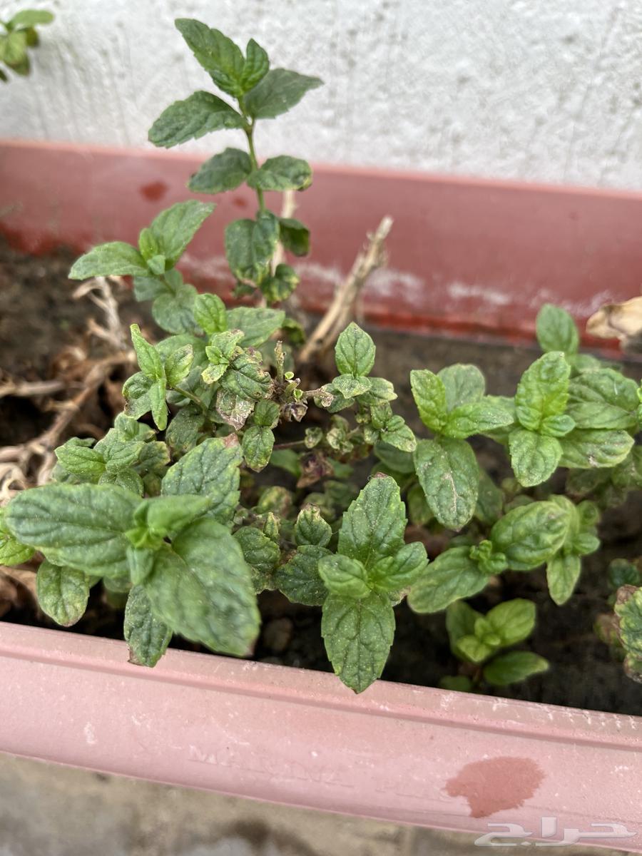 أحواض زراعيه للبيع عدد 1564613826670977112