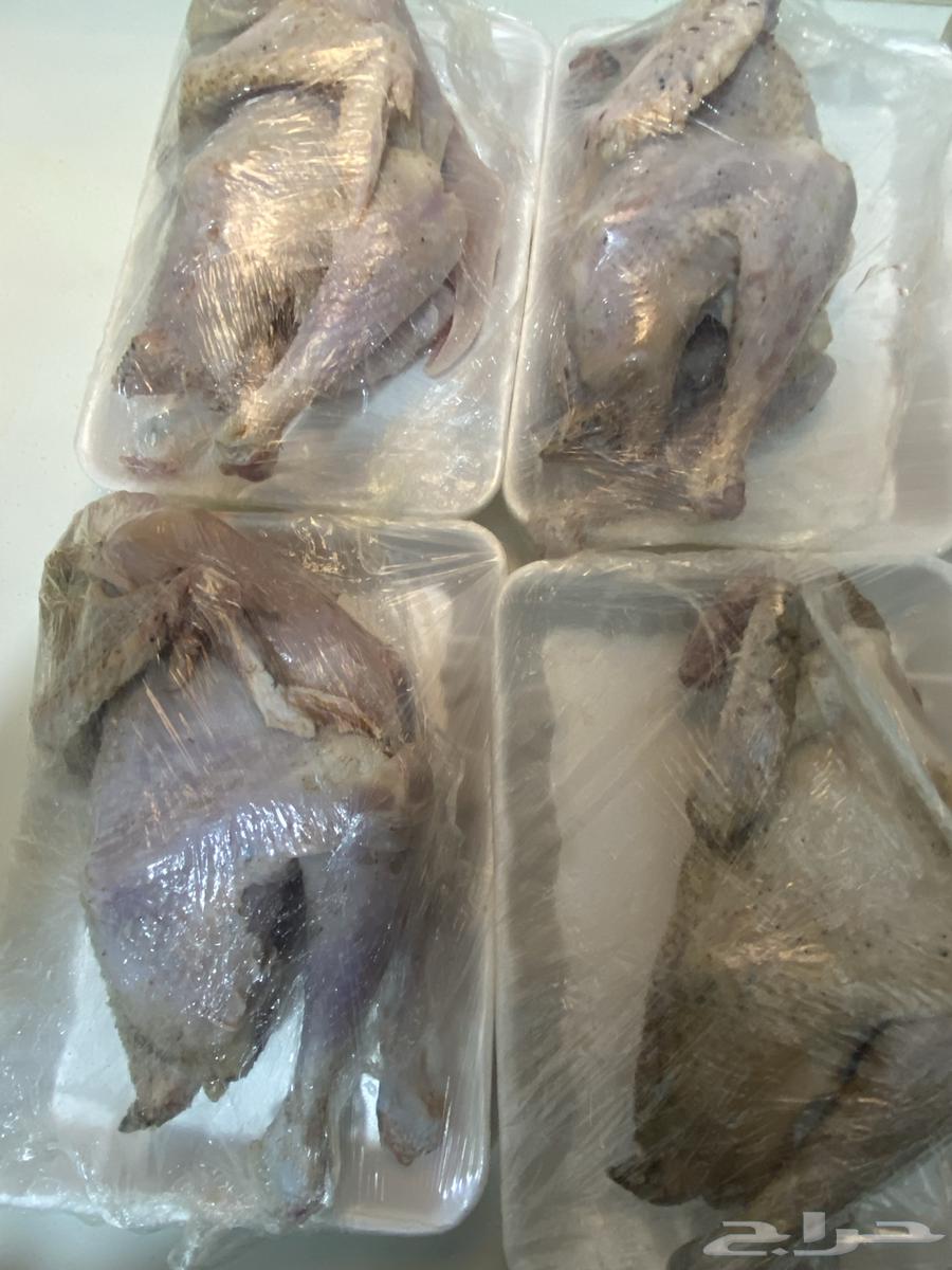 ديكه مذبوحه64611292450050111