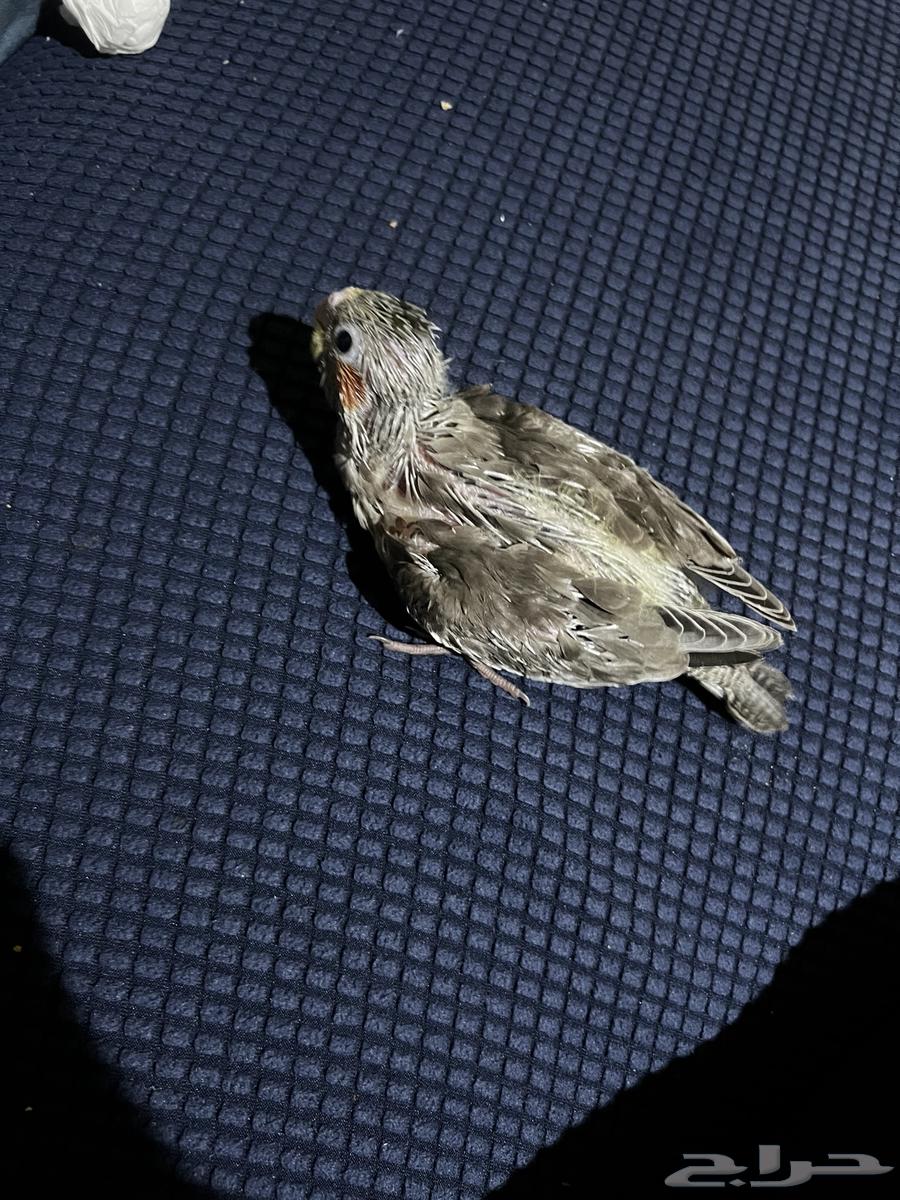 للبيع كروان فرخ64611229708034113