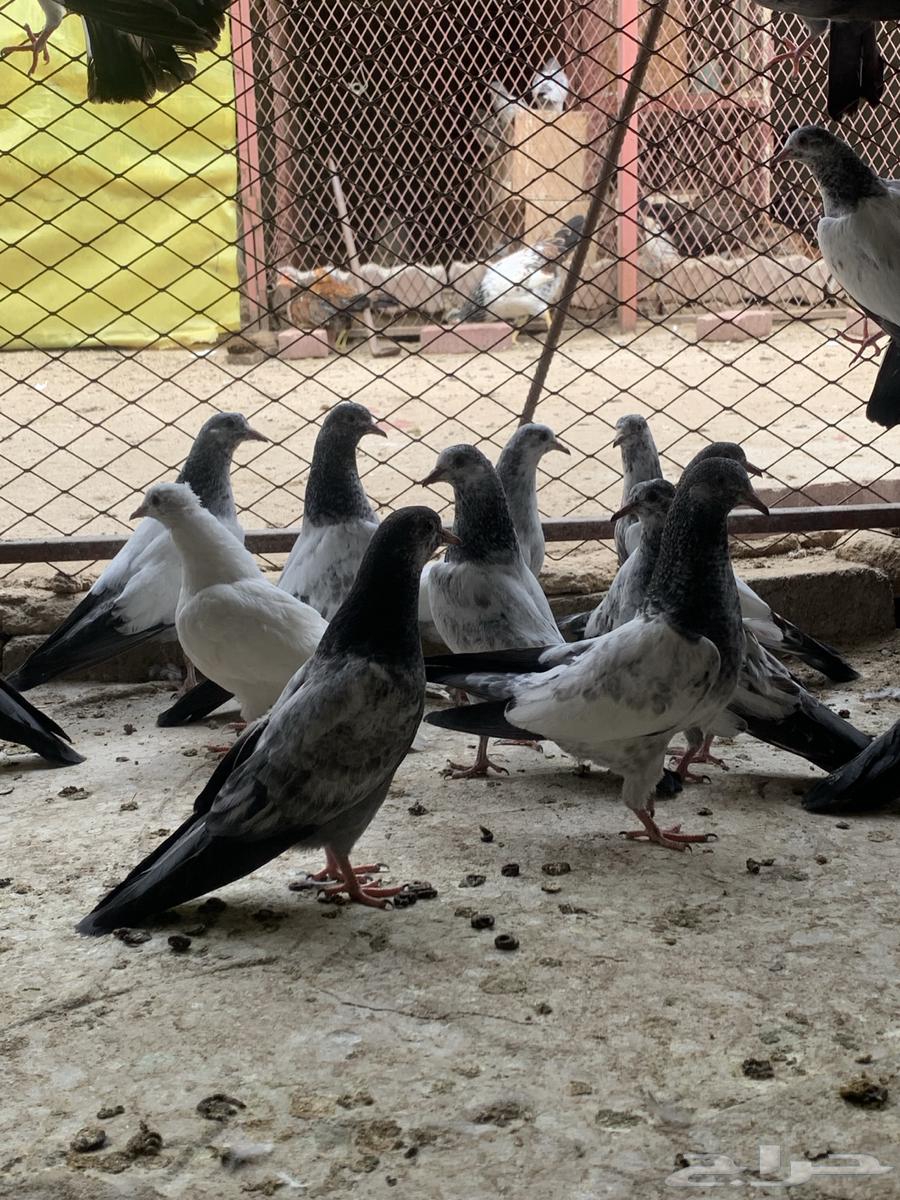 طبات حمام باكستاني ( تم البيع )64610866660994111