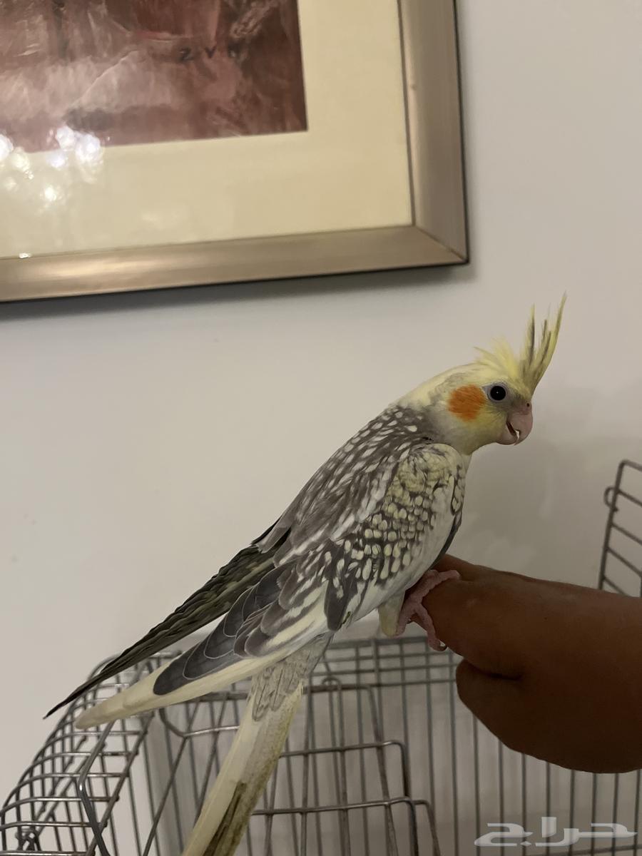 2كروان أليفين جدا64609485659906111