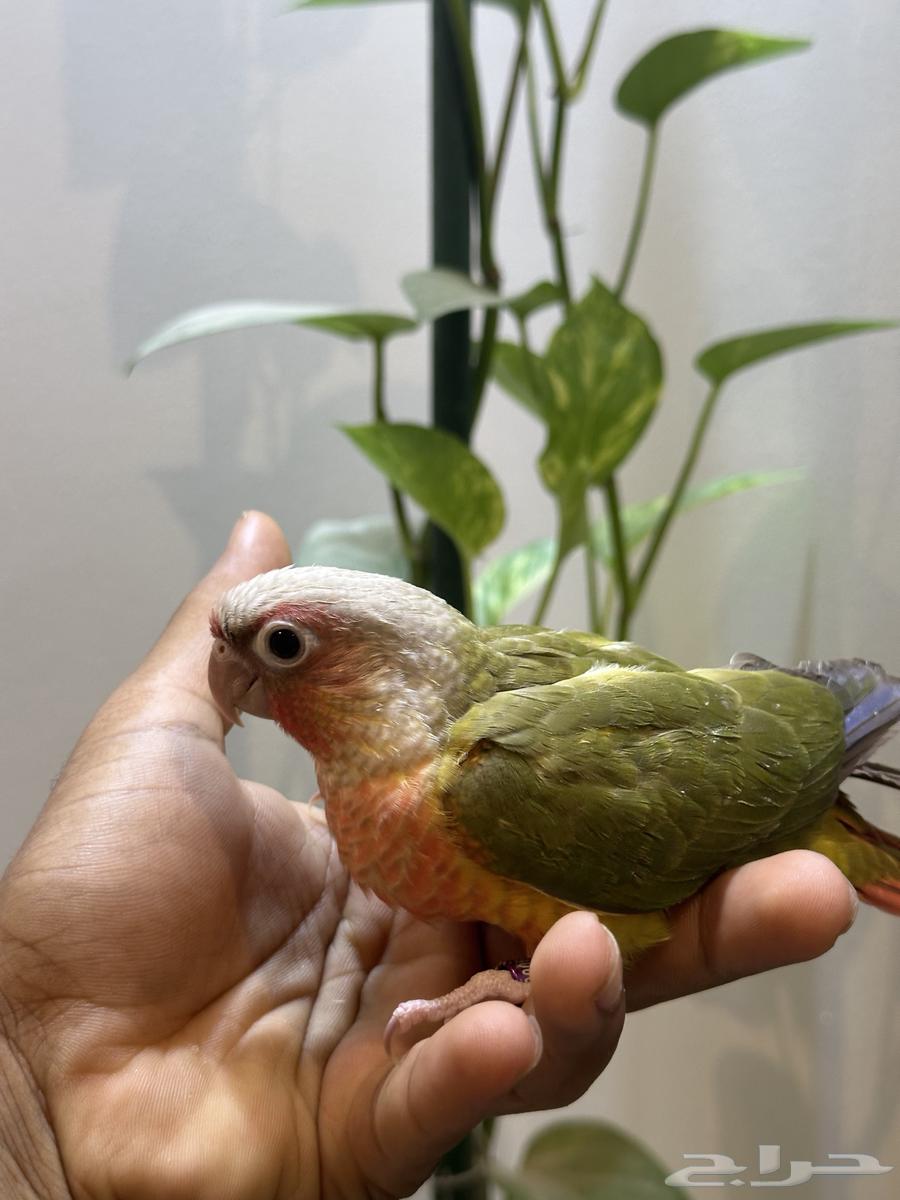 فرخ كنيور أناناس دبل رد فاكتر صبغة قوية مجنون غر64606305560705111